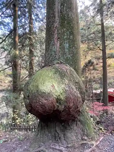 花園神社の自然