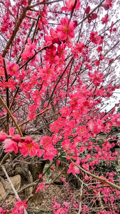 飯綱神社の自然