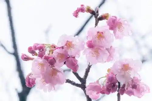 男山八幡宮の自然