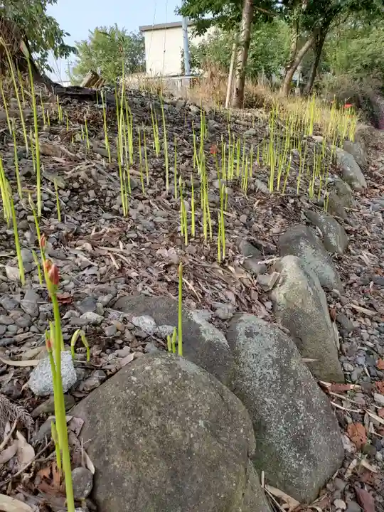 沙沙貴神社の自然