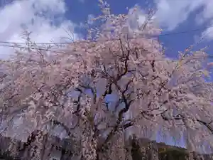 倶梨迦羅神社の自然(2020年04月04日(土) 20時10分56秒投稿)
