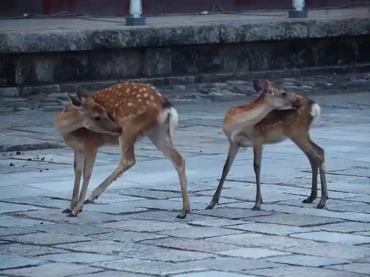 東大寺 二月堂の動物
