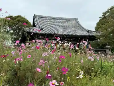 般若寺 ❁コスモス寺❁(奈良県)