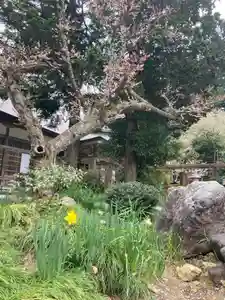 国上寺(新潟県)(2025年04月18日(金) 18時03分56秒投稿)