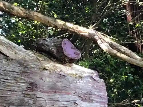 粟鹿神社(兵庫県)