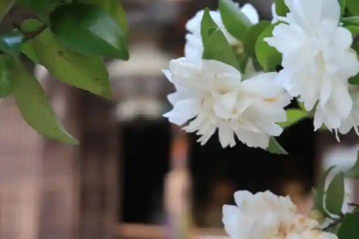 神峯山寺(大阪府)