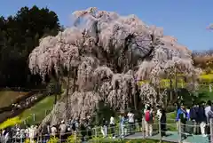 瀧桜神明宮(福島県)