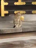 阿豆佐味天神社 立川水天宮の動物