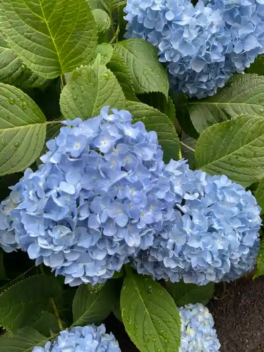白山神社の自然