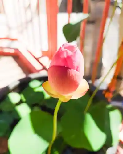 福寿観音(東京都)