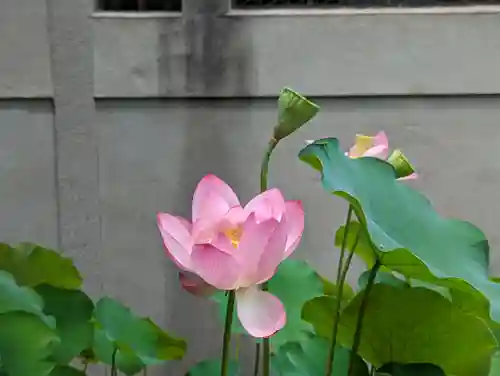 行願寺（革堂）の自然