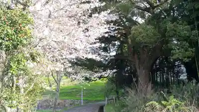 岩椿神社の自然