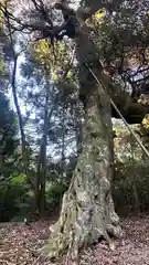 八幡神社(福井県)