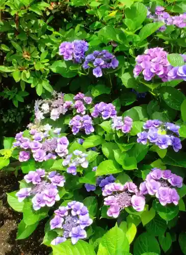白金氷川神社(東京都)
