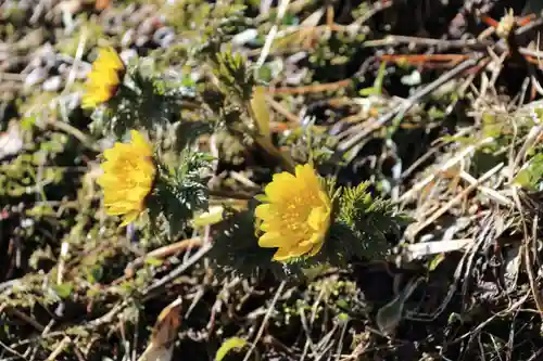 正観音堂の自然