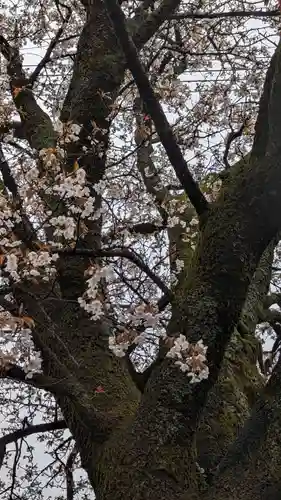 樫本神社（大原野神社境外摂社）(京都府)