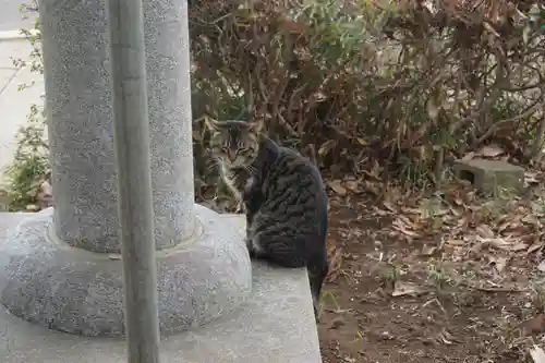天形星神社の動物