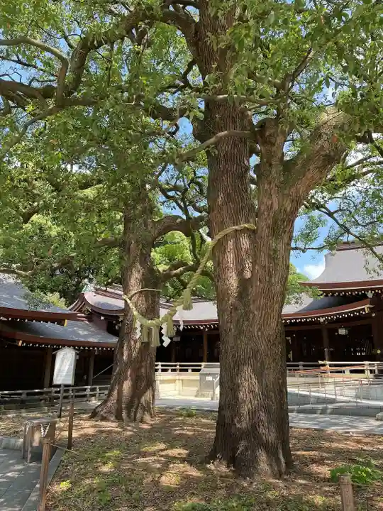 明治神宮の自然