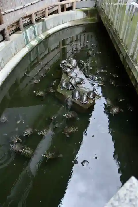成田山川越別院の動物