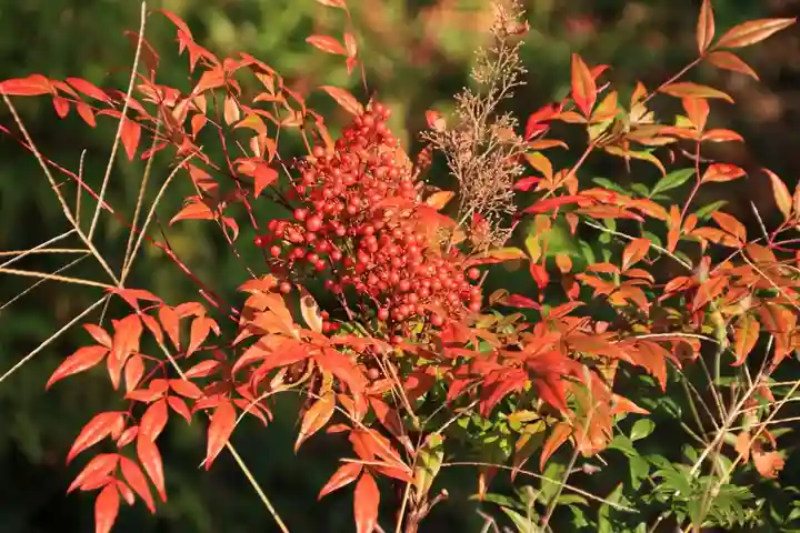 阿久津「田村神社」(郡山市阿久津町)旧社名:伊豆箱根三嶋三社の庭園