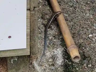 岩田神社の動物