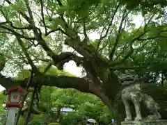 太宰府天満宮の自然