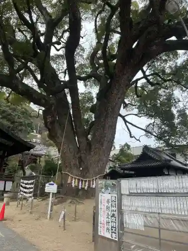 住吉神社の{uncategorized: "未分類", other: "その他", undefined: "問題あり", building: "その他建物", grave: "お墓", sacred_gate: "鳥居", guardian: "狛犬", statue: "像", buddha: "仏像", history: "歴史", nature: "自然", garden: "庭園", animal: "動物", pagoda: "塔", temizu: "手水舎", mountain_gate: "山門・神門", sanctuary: "本殿・本堂", subordinate: "末社・摂社", art: "芸術", scenery: "景色", jizo: "地蔵", ema: "絵馬", goshuin: "御朱印", omikuji: "おみくじ", items: "授与品その他", amulet: "お守り", goshuincho: "御朱印帳", eats: "食事", festival: "お祭り", votive_dance: "神楽", shichigosan: "七五三参", wedding: "結婚式", experience: "体験その他", initially: "初詣", around: "周辺", anti_infection: "感染症対策"}