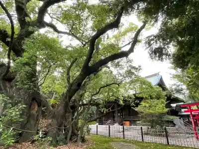 浜松八幡宮の{uncategorized: "未分類", other: "その他", undefined: "問題あり", building: "その他建物", grave: "お墓", sacred_gate: "鳥居", guardian: "狛犬", statue: "像", buddha: "仏像", history: "歴史", nature: "自然", garden: "庭園", animal: "動物", pagoda: "塔", temizu: "手水舎", mountain_gate: "山門・神門", sanctuary: "本殿・本堂", subordinate: "末社・摂社", art: "芸術", scenery: "景色", jizo: "地蔵", ema: "絵馬", goshuin: "御朱印", omikuji: "おみくじ", items: "授与品その他", amulet: "お守り", goshuincho: "御朱印帳", eats: "食事", festival: "お祭り", votive_dance: "神楽", shichigosan: "七五三参", wedding: "結婚式", experience: "体験その他", initially: "初詣", around: "周辺", anti_infection: "感染症対策"}