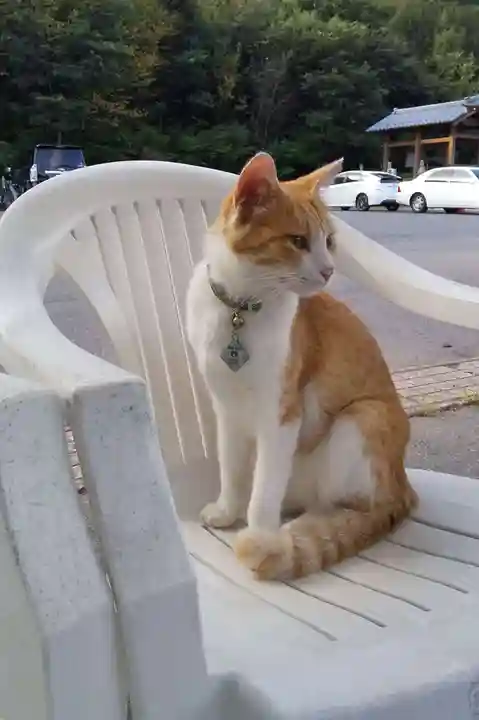 御誕生寺(猫寺)(福井県)