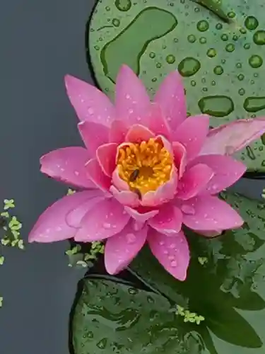 牛嶋天満宮の自然