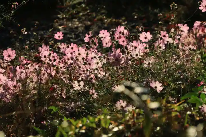 阿久津「田村神社」(郡山市阿久津町)旧社名:伊豆箱根三嶋三社の庭園