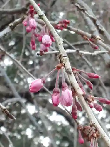伏木香取神社の自然