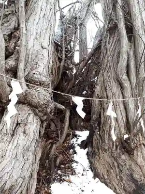 黄金龍神社（桂不動）の自然