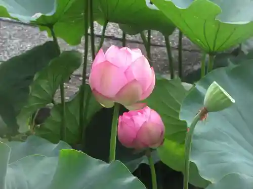 東寺（教王護国寺）(京都府)
