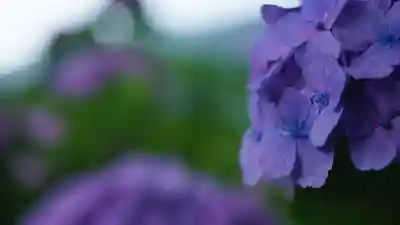 長谷寺(奈良県)