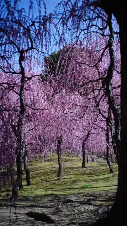 城南宮(京都府)