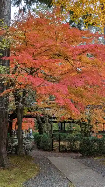 真正極楽寺(真如堂)の自然