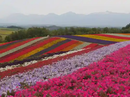 美瑛神社の周辺