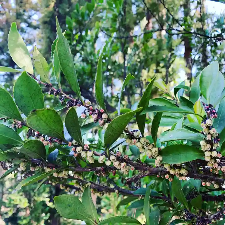 豊景神社の自然