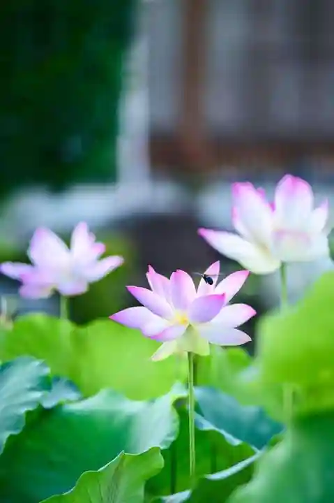 浄土寺(兵庫県)