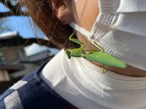都久生須麻神社の動物