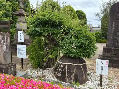 真光寺(千葉県)