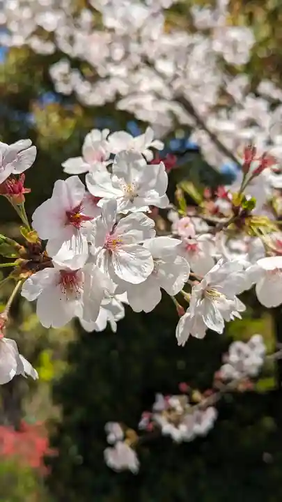 法金剛院(京都府)