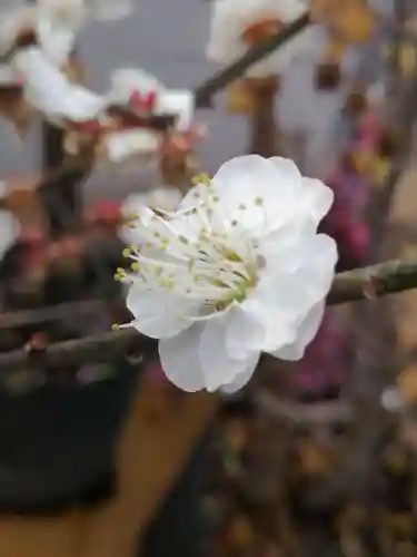 一言主神社の自然