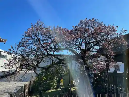 西新井大師総持寺の自然