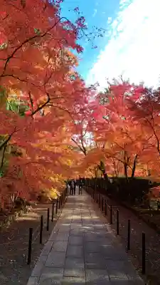 光明寺（粟生光明寺）(京都府)