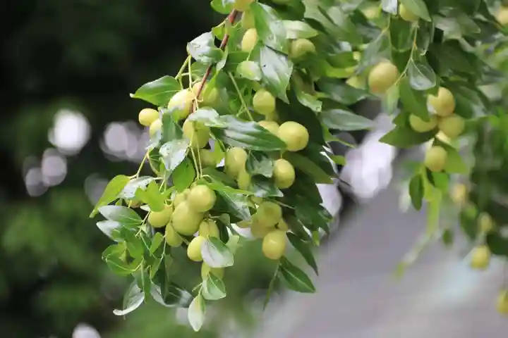 開成山大神宮の庭園