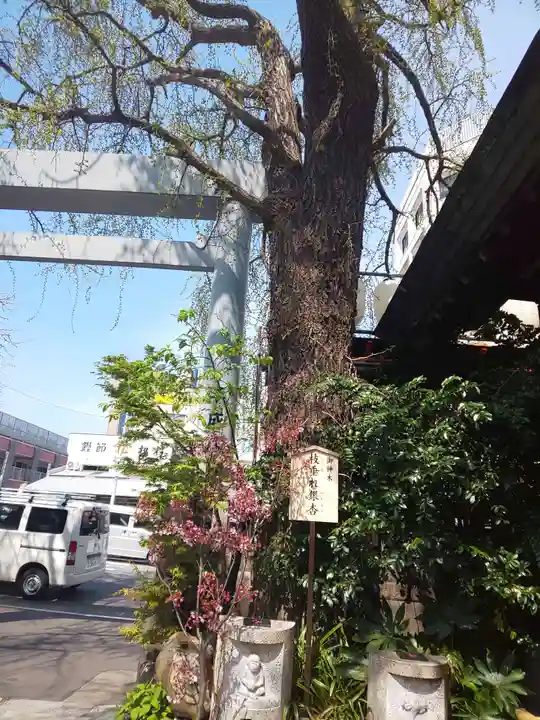 波除神社(波除稲荷神社)の自然