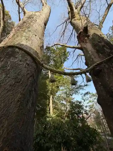 川越氷川神社(埼玉県)