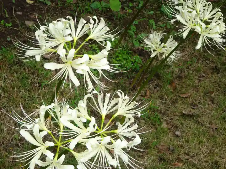 横浜 西方寺の自然